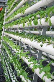 vertical-hydroponic-system2211