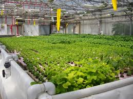 sm-image_Large-Scale-Hydroponics-System